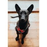 Hunter Divo Rød og grå på sort hund