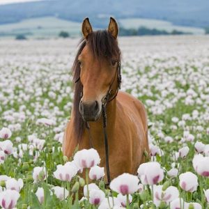 Nordic Summer Stick – 3 kg (Bestillingsvare, leveringstid ca. 2 uger)