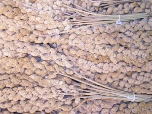 Hirsekolber – 1 kg – spar 20 %