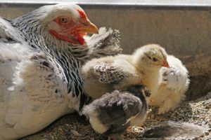 Mollerup Mølle Fjerkræsstart – 15 kg