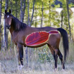 Nordic Horse Gastric Zero – 15 kg