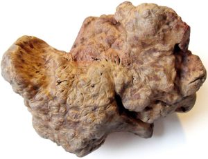 Tyggeben af trærod – Str. S